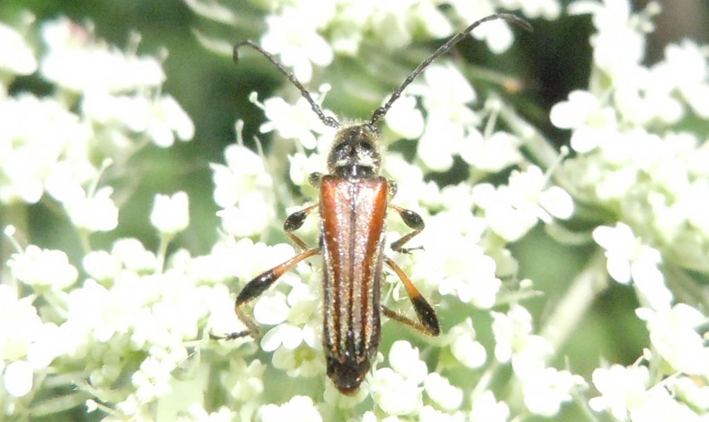 Stenopterus ater